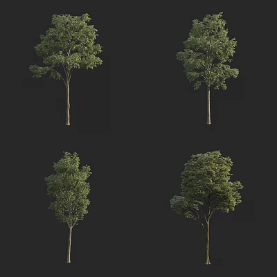 Arbor Trees With Different Forms Green Leaves And Trunks 3d model