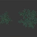 Two Lush Green Decorative Plants With Dense Foliage And Vibrant Fresh Leaves