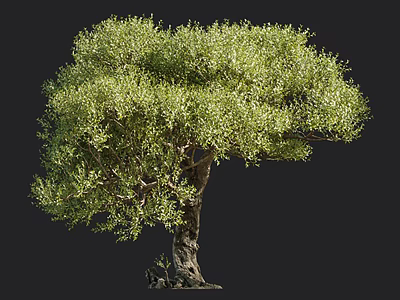 Lush Green Foliage Arbor With Broad Crown And Textured Trunk Isolated On Dark Background 3d model