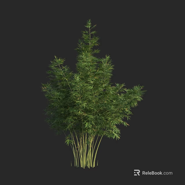 Green Bamboo Plant With Multiple Stems And Lush Leaves Against Black Background 3d model 