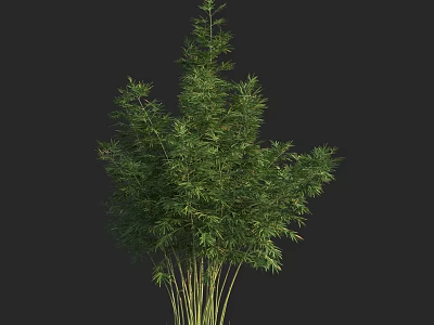 Green Bamboo Plant With Multiple Stems And Lush Leaves Against Black Background 3d model
