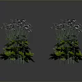 Lush Green Plants With White Flowers And Diverse Leafy Foliage