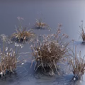Dried Grass and White Flowers Growing on Moist Surface with Gray Background and Cast Shadows