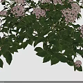 Vibrant Hydrangea Bush With Pink Blooms And Green Leaves In Full Bloom