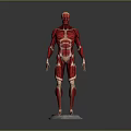 Human Limb Muscle Anatomy Model Displaying Full Detailed Muscular Structure