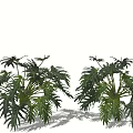 Vibrant Green Leafy Plants with Lush Tropical Foliage for Indoor Decor