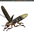 Flying Insect With Brown And Yellow Body Long Wings And Antennae