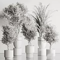 Elegant Decorative Bonsai Potted Plants In White Ceramic Pots With Copper Accents For Indoor Decor