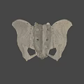 Detailed White Human Pelvis Model on Dark Background for Anatomical Study