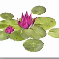 Vibrant Purple Lotus Flowers With Green Lily Pads And Water Droplets
