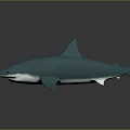 Blue Green Shark 3D Model With White Underbelly And Fins On Gray Surface