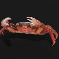 Realistic Red Crab Model With Claws Detailed Legs And Black Background