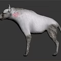 White Hyena With Pink Neck Stripes Standing In Gray Background