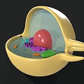Colorful Biological Cell 3D Model with Nucleus Mitochondria Organelles and Internal Structure