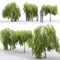 Weeping Willow Trees With Green Hanging Foliage And White Trunks Near Human Silhouette
