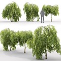 Tree tree birch birch dwarf tree weeping 3d model