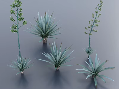 Various Agave Plants With Blue Green Spiky Leaves In Decorative Pots 3d model