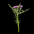 Thistle Plant with Green Stem Spiky Leaves and Pink Flowers on Black Background