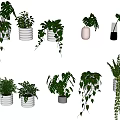Various Indoor Potted Plants With Hanging Styles And Different Leaf Shapes