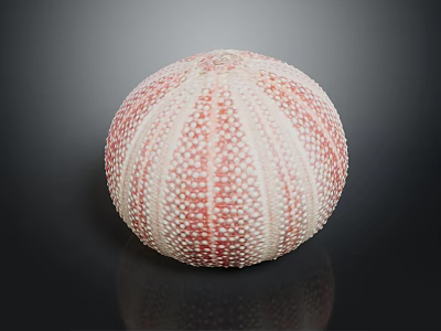 Fresh Pink And White Sea Urchin As Edible Seafood Culinary Delicacy With Spiny Texture 3d model