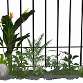 Lush Bird of Paradise and Ferns in White Planter with Pebbles and Black Grid Background