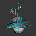 Turquoise Houseplant with Broad Leaves Curved Stems and Purple Buds in White Pot Dark Background