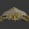 Turtle Tortoise Brazilian Tortoise Cartoon Tortoise Snapping Turtle Chickpedo Reptile Cold Blooded Animal Reptile 3d model