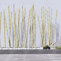 Tall Bamboo Stalks in Rectangular Planter with Decorative Stone and Small Plants