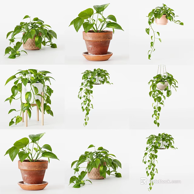 Lush Green Potted Plants With Terracotta And White Pots Hanging Or On Stands 3d model 