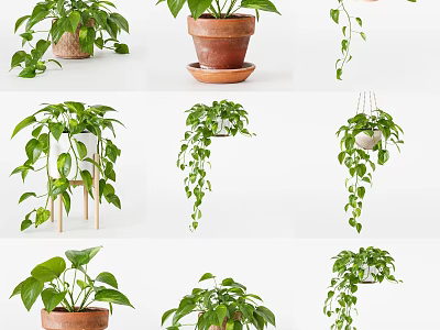Lush Green Potted Plants With Terracotta And White Pots Hanging Or On Stands 3d model