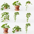 Lush Green Potted Plants With Terracotta And White Pots Hanging Or On Stands