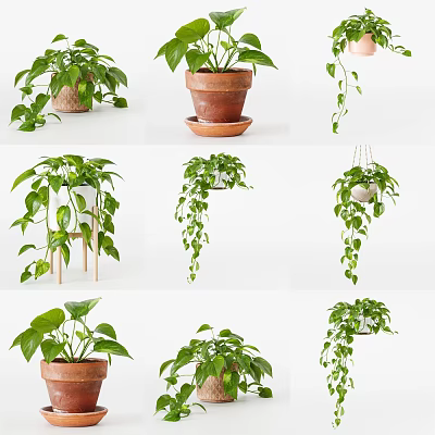 Lush Green Potted Plants With Terracotta And White Pots Hanging Or On Stands 3d model