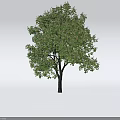 Deciduous Tree With Dark Trunk Dense Green Foliage And White Flowers On White Background
