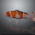 Vibrant Koi Fish With Red White Patterns And Black Spots On Dark Surface With Reflection 3d model