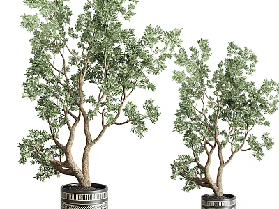 Bonsai Plants With Lush Green Foliage In Decorative Patterned Pots For Indoor Decoration 3d model