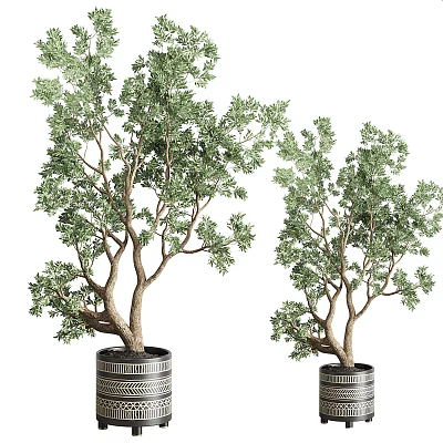 Bonsai Plants With Lush Green Foliage In Decorative Patterned Pots For Indoor Decoration 3d model