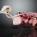 Detailed 3D Anatomical Model Of Animal Internal Organs With Skeletal Structure And Blood Vessels
