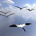 Flying Animals Soaring in the Sky with White Clouds Above Calm Water Surface