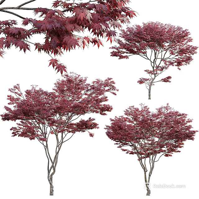 Ornamental Deciduous Trees With Lush Red Purple Foliage And Slender Branches 3d model 