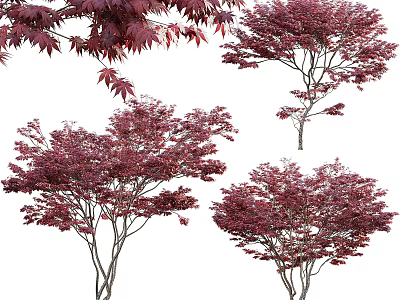 Ornamental Deciduous Trees With Lush Red Purple Foliage And Slender Branches 3d model