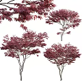 Ornamental Deciduous Trees With Lush Red Purple Foliage And Slender Branches