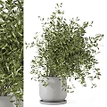 Bonsai Potted Plant with Lush Green Leaves in White Ceramic Pot for Home Indoor Decor