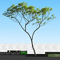 Green Leafy Arbor With Dark Trunk Against Light Wall And White Fence