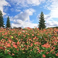 Scenic Flower Field with Red Orange Flowers Tall Pine Trees Blue Sky and Rocky Edges