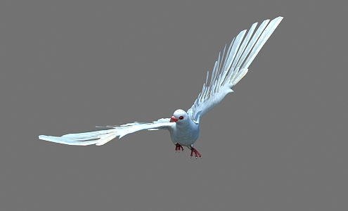 Modern pigeons can fly pigeons 3d model