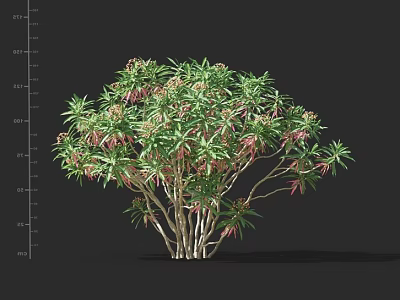 Lush Green Shrub with Pink Flowers and Multiple Slender Branches in Outdoor Space 3d model