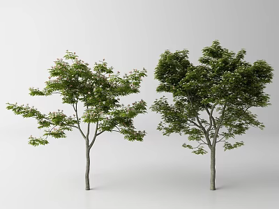 Two Arbor Trees with Lush Green Leaves and Straight Gray Trunks in White Setting 3d model