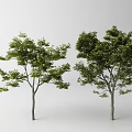 Two Arbor Trees with Lush Green Leaves and Straight Gray Trunks in White Setting
