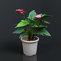 Decorative Potted Plant With Pink Flowers And Green Leaves In White Pot