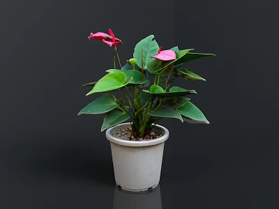 Decorative Potted Plant With Pink Flowers And Green Leaves In White Pot 3d model